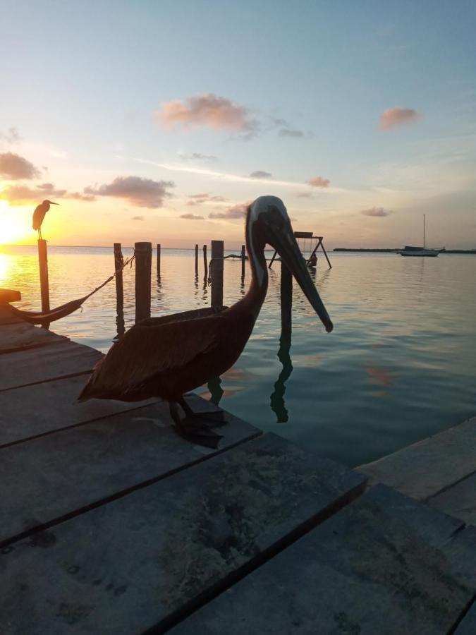 Amanda'S Place Green Studio - Pool And Tropical Garden Caye Caulker Exterior photo